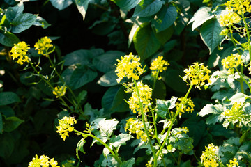 Fototapeta premium Blooming mustard. closeup view of mustard yellow flowers blooming in field
