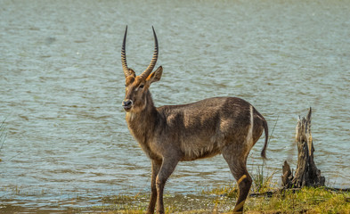 Naklejka na ściany i meble Male waterbuck antelope( kobus ellipsiprymnus ) drinking water from a water hole in a game reserve