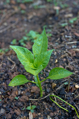 Pepper Plant Growing in a Summer Garden on a Rainy Day