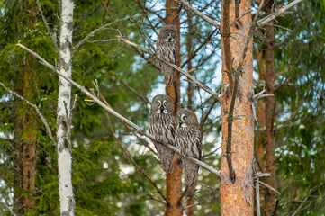 Great Gray Owl