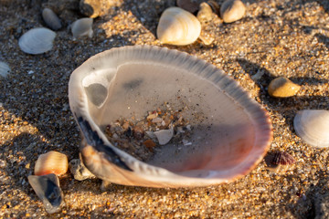 Fototapeta na wymiar seashell close-up on a beach