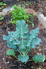 Broccoli Plant Thriving In a Garden