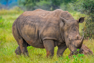 Portrait of an African white Rhinoceros or Rhino or Ceratotherium simum also know as Square lipped Rhinoceros in a South African game reserve