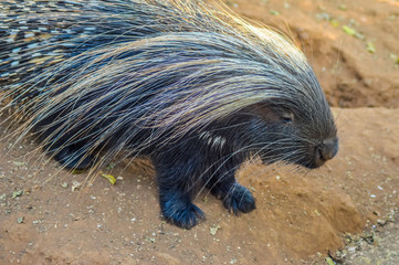 Cape porcupine or South African porcupine ( Hystrix africaeaustralis ) in a zoo with white sharp spines and inconspicuous tail