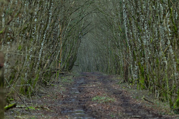 forest road. Forest with a dark atmosphere