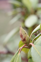 Rhododendron flower bud in early spring