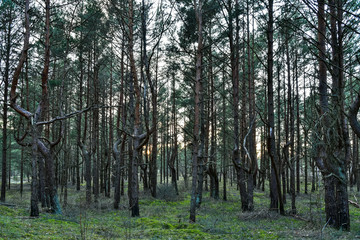 the ghostly pine forest shines with sunset sunlight