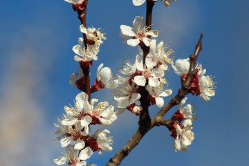 Cherry And Apricot Trees In Bloom