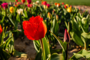red tulips in garden