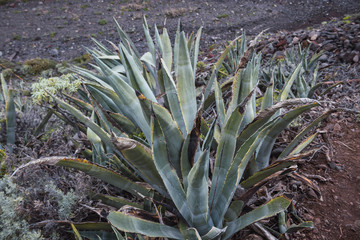 aloe vera plant in the garden, in the Canary Islands