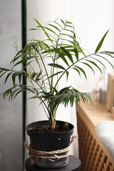 Fresh green plant with thin leaves in a vase on the white windowsill. home comfort. selective focus