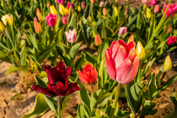 red and yellow tulips