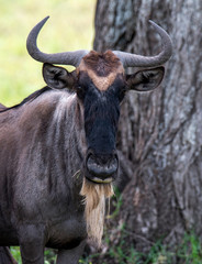 blue wildebeest (Gnu or Connochaetes taurinus) in the Serengeti national park, Tanzania
