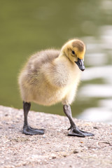Canada Goose chick (in german Kanadagans, Branta canadensis)