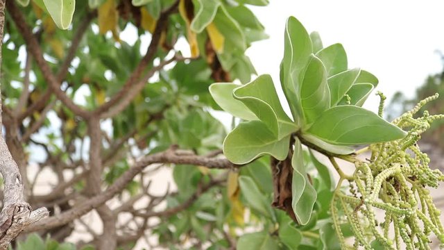 Argusia argentea Rare plants that grow on undisturbed beaches.