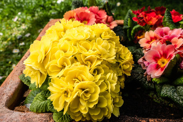 yellow primrose in a pot