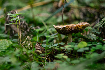 mushroom growing in the forest in the grass, natural green background, blurred background