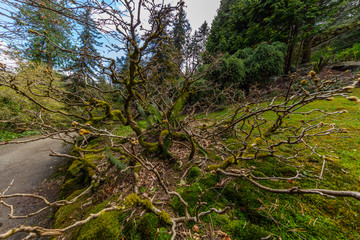 Japanese maple tree, Kubota Garden, Seattle, WA, USA