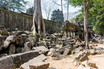 Fototapeta na wymiar Roots of a giant tree threaten to ruin and take over the Unesco World Heritage site of Ankor Thom, Siem Reap, Cambodia
