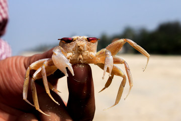 kekda - close up of a crab held in the hand