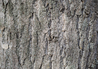 old rustic wood tree bark texture
