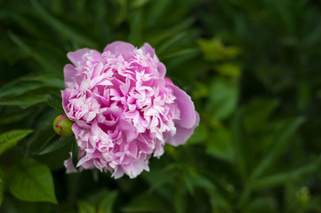 Pink peonies in the garden. Blooming pink peony. Closeup of beautiful pink Peonie flower.