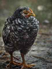 Portrait of young red chickens.