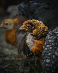 Hens on a dark background.