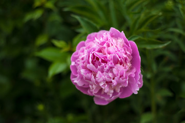 Pink peonies in the garden. Blooming pink peony. Closeup of beautiful pink Peonie flower.
