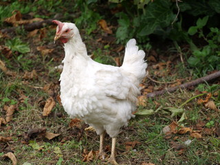 White hen