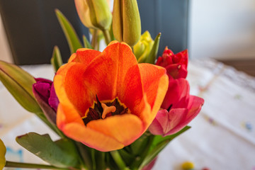 Fototapeta premium red yellow tulips