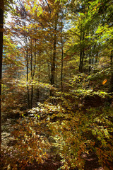 Autumn. The beauty of nature. Landscape 