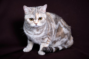 Fototapeta na wymiar Scottish fold cat marble on silver, portrait on a dark background.