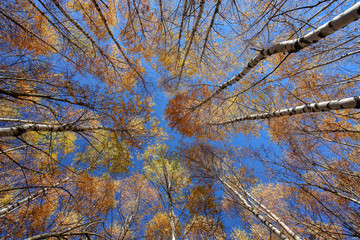Obraz premium Autumn. The beauty of nature. Landscape 