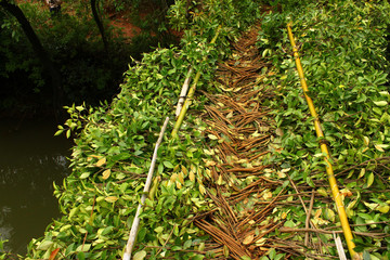 a rural bamboo bridge is woven with creepers to cross a river or stream
