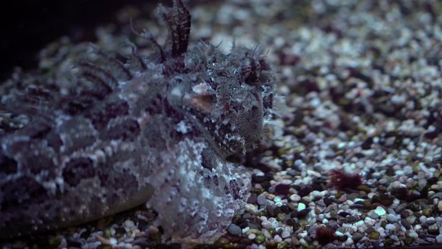 Hemitripterus villosus lying on the sea floor consisting of small stones, close-up, underwater shooting