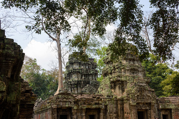 Roots of a giant tree threaten to ruin and take over the Unesco World Heritage site of Ankor Thom, Siem Reap, Cambodia