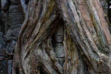 Roots of a giant tree threaten to ruin and take over the Unesco World Heritage site of Ankor Thom, Siem Reap, Cambodia