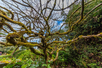 Japanese maple tree, Kubota Garden, Seattle, WA, USA