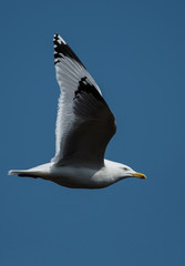 Herring Gull  in fly. Her Latin name are Larus argentatus.