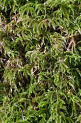 Close-up of Cyan lichen and other lichens and moss.