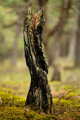 a natural sculpture of a tree trunk that arose after a forest fire
