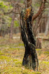 Fototapeta na wymiar a natural sculpture of a tree trunk that arose after a forest fire