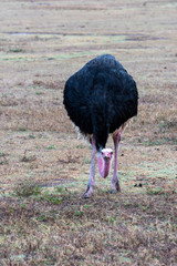 Ostrich in safari, Tanzania
