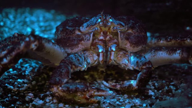 Kamchatka crab sits on the bottom of the sea or aquarium and moves its pincers, close-up, underwater shooting