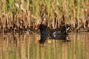 Common Moorhen in habitat. Her Latin name is Gallinula chloropus.