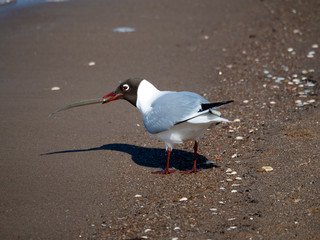Seagull on the sea shore with a fish in its beak