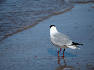 A seagull on the sea shore is looking towards the sea.