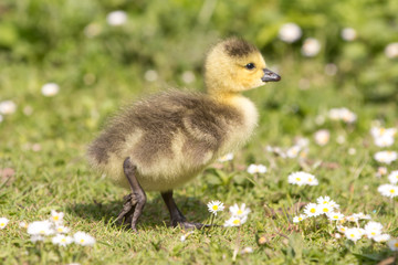 Canada Goose chick (in german Kanadagans, Branta canadensis)