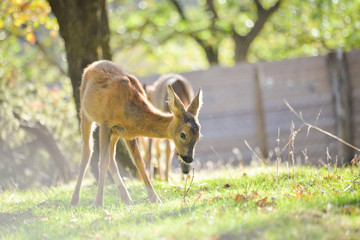 Jeune chevreuil dans un bois coloré au rayon d'été, faune sauvage d'Europe